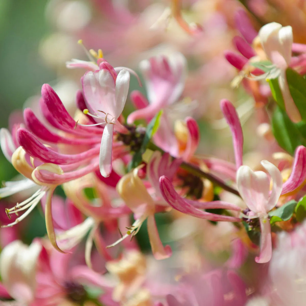 Japanese Honeysuckle candle 180g