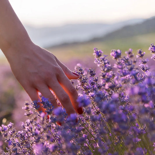 Lavender 400ml Candle